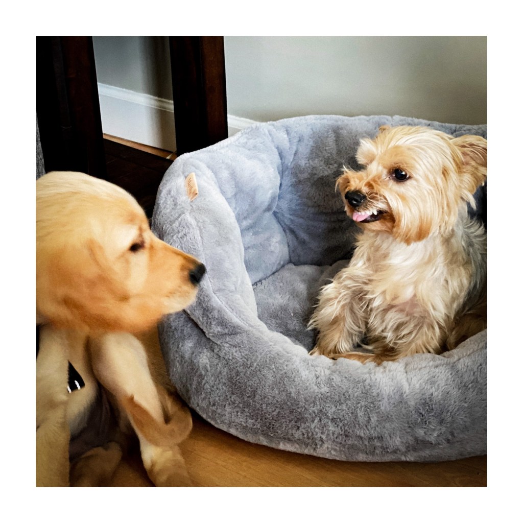 Friday Favorite – “Bad Dogs, Bad Dogs, Whatcha Gonna&nbsp;Do”