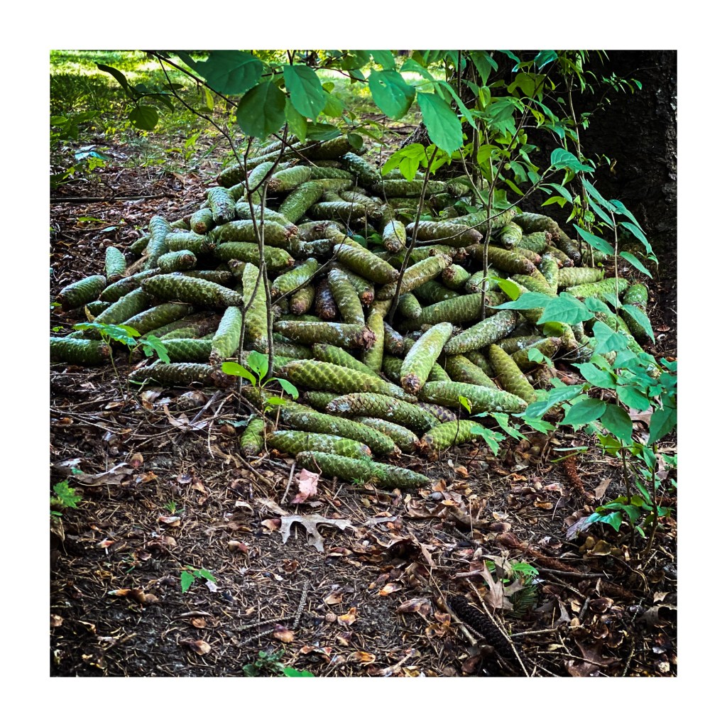 Friday Favorite – Red Squirrel&nbsp;Midden