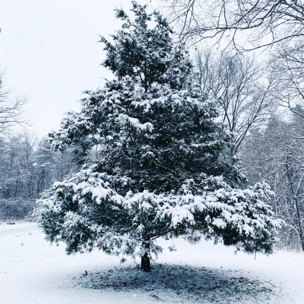 Another Photo From The Backyard Deck (Six Word Saturday)