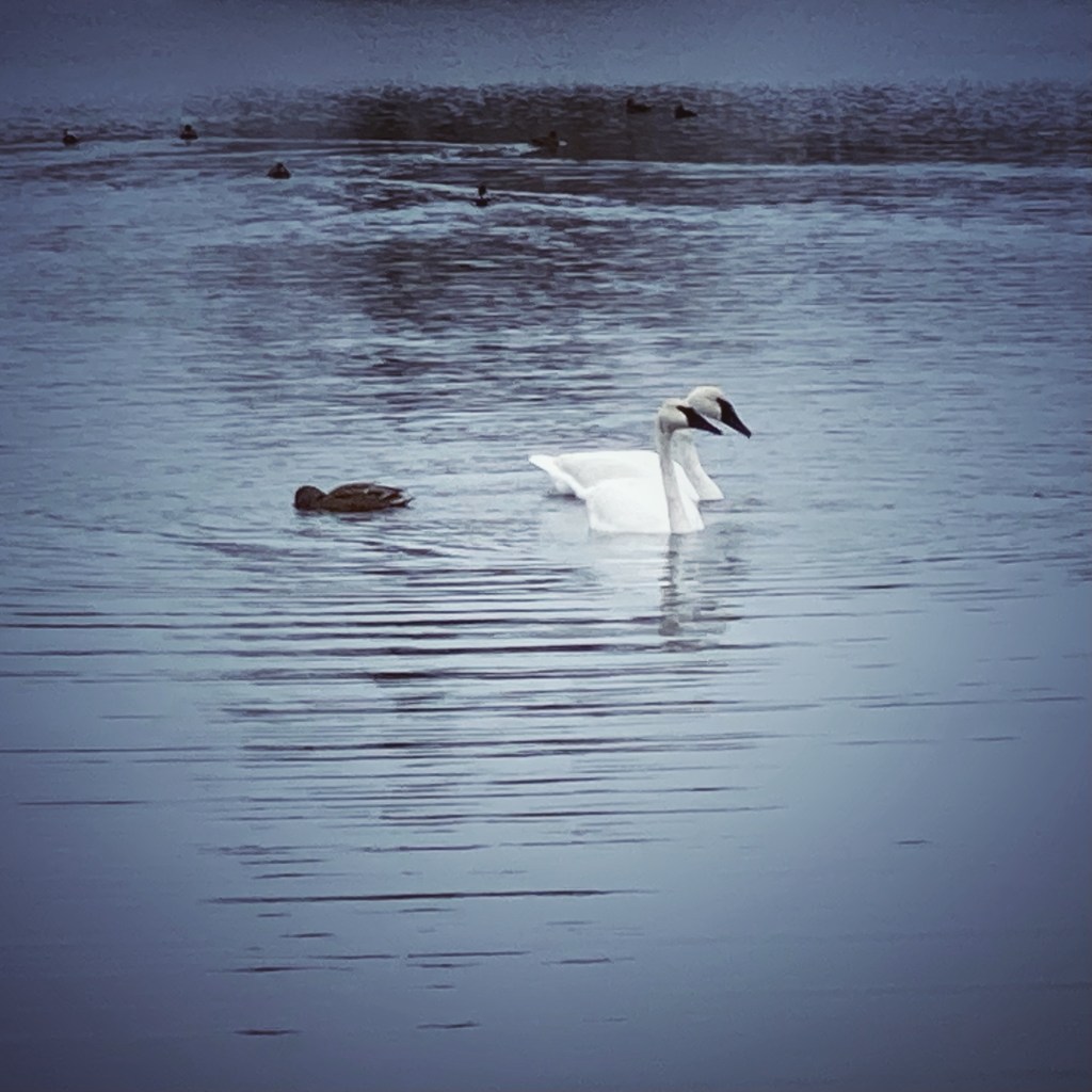 Silent Sunday (Unless You Play It&nbsp;Loud)