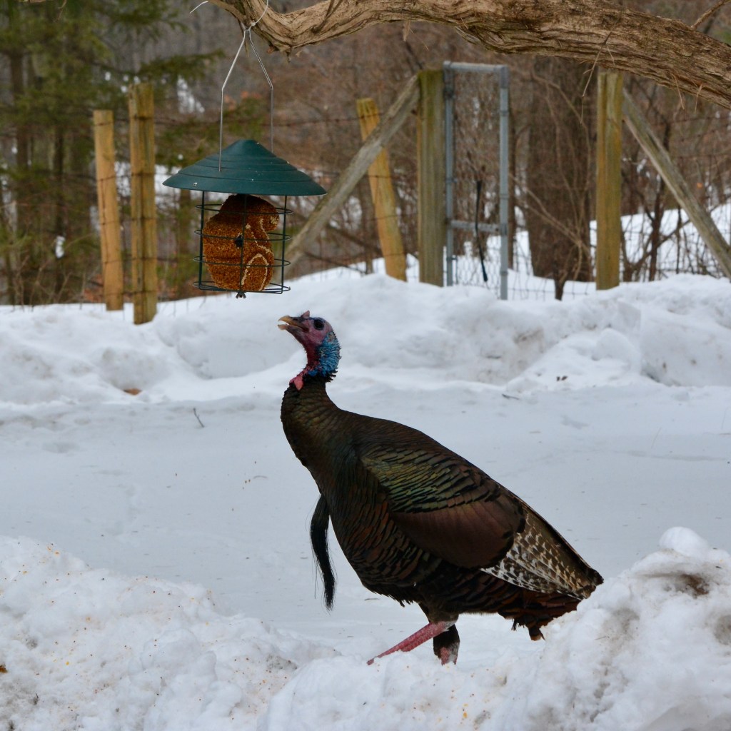 Winter Days And Good TV Shows