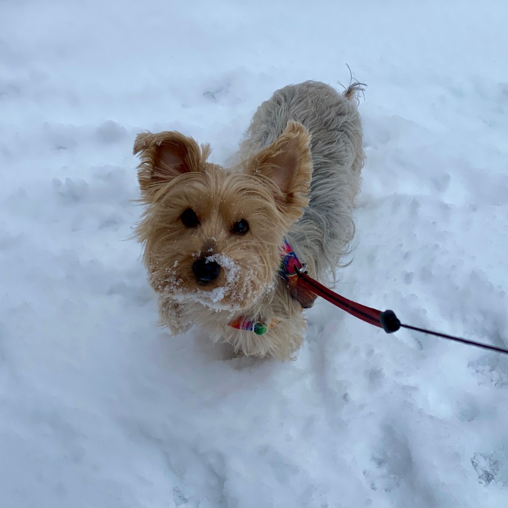 How Many Days Until Spring?!