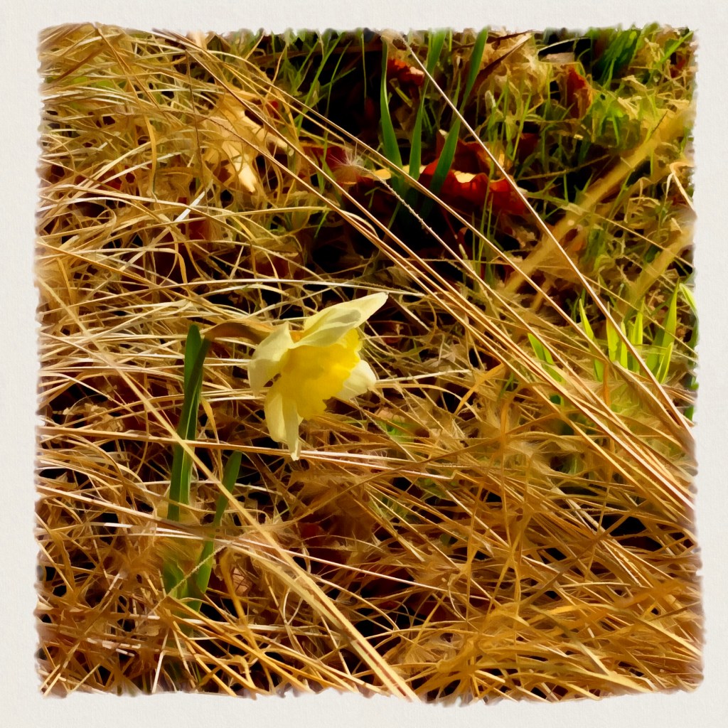 Searching For Serenity In The&nbsp;Weeds