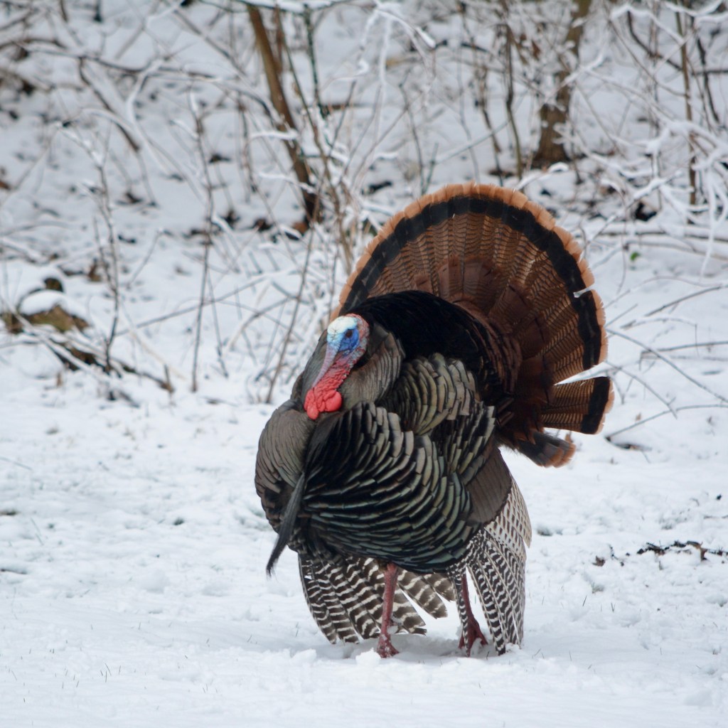 Spring Mornings And Good TV&nbsp;Shows