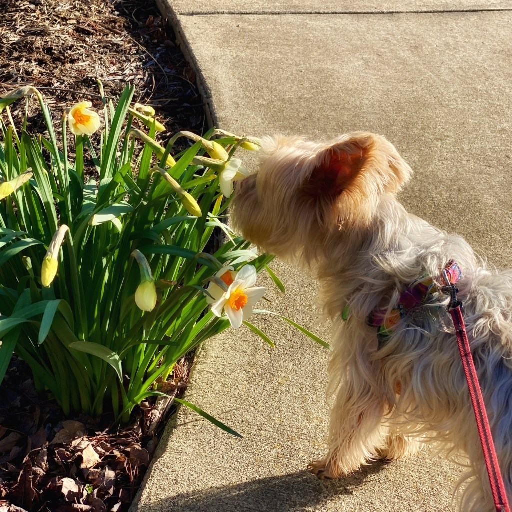 Spring Mornings And Good TV&nbsp;Shows