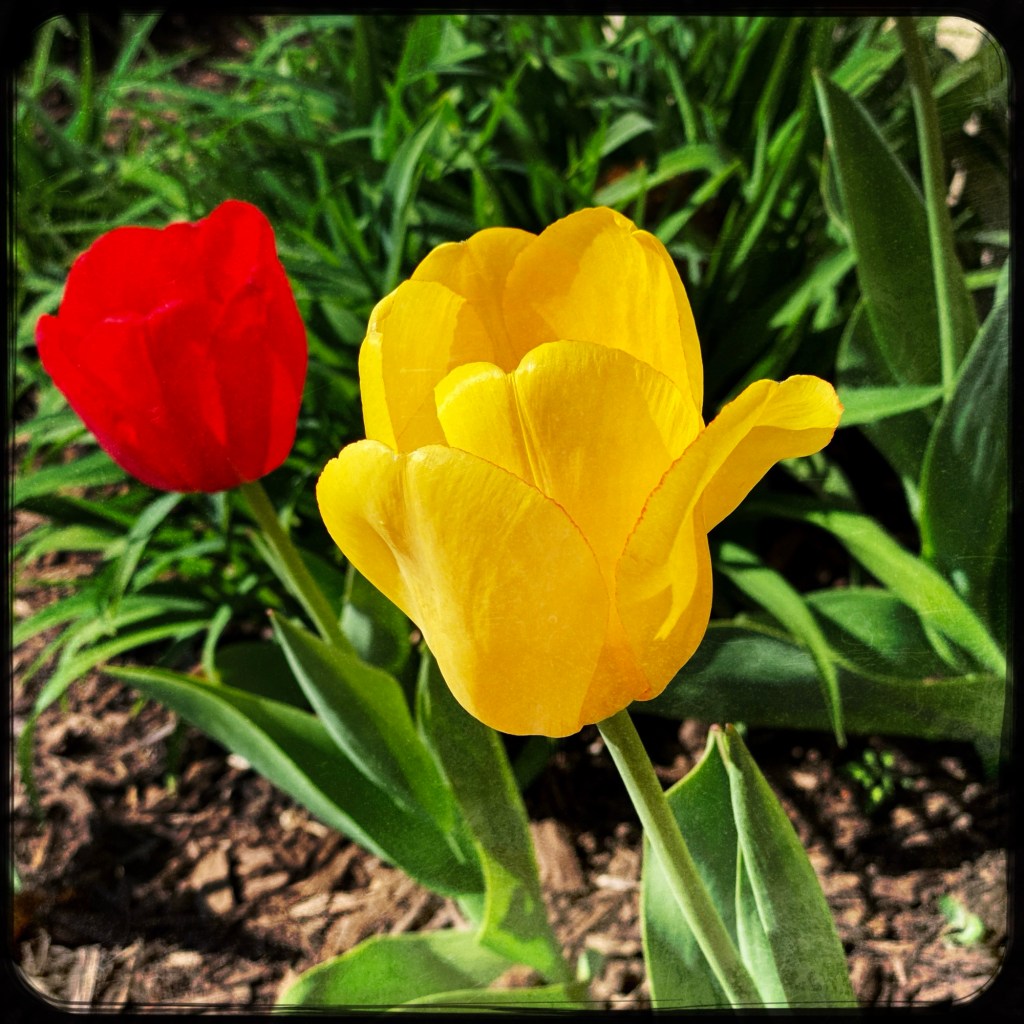 Spring Mornings And Good TV Shows