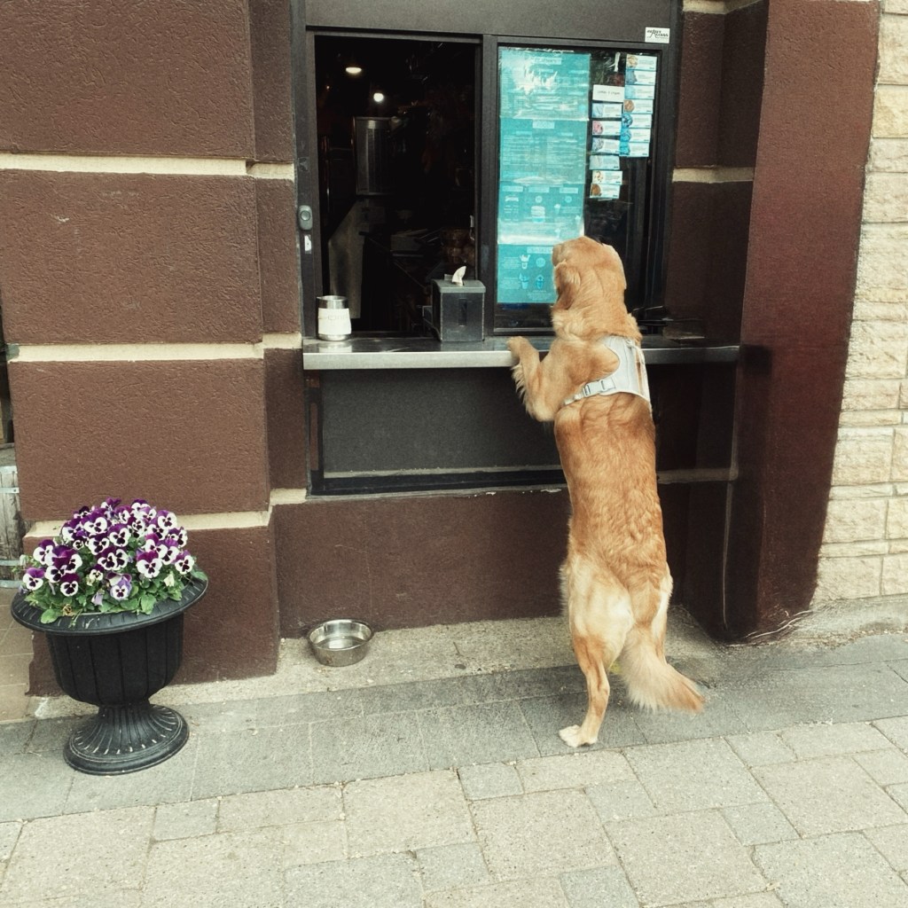 Life Is Better With Dogs And&nbsp;Coffee