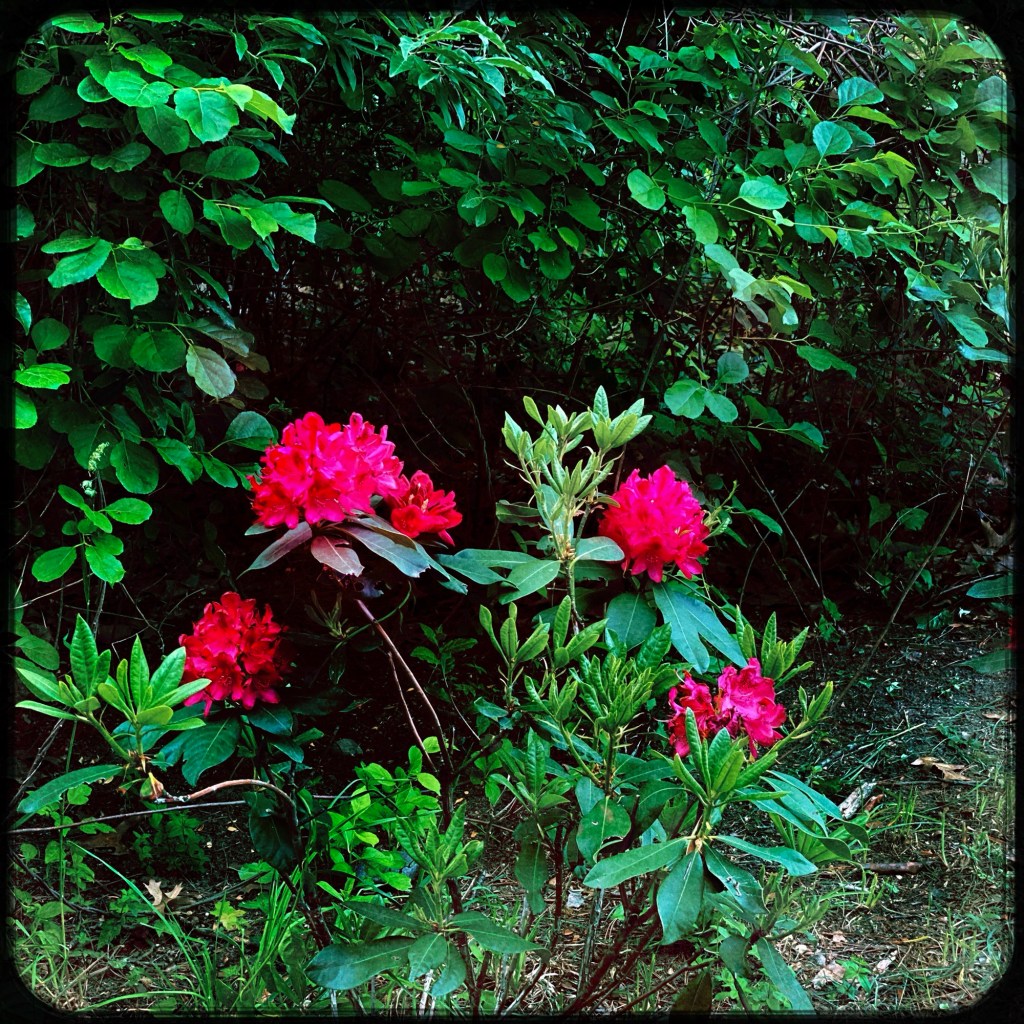 Can’t Believe It, These Are Actually Blooming In My&nbsp;Yard