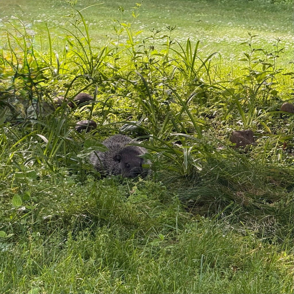 Summer Mornings And Good TV&nbsp;Shows