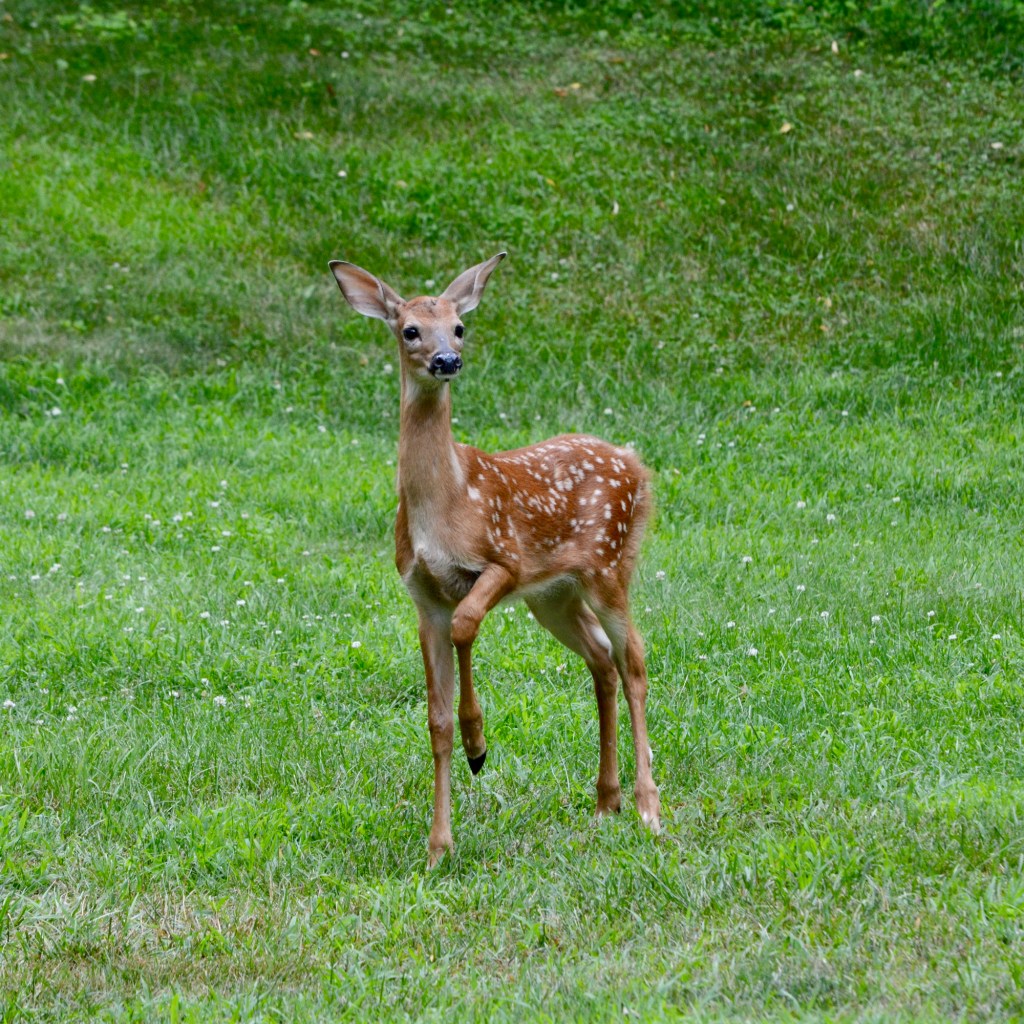 Summer Mornings And Good TV&nbsp;Shows