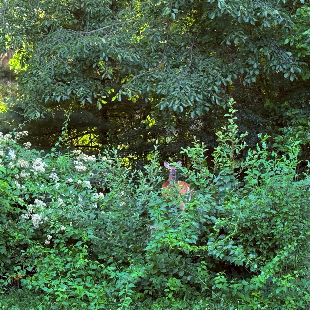 Summer Mornings And Good&nbsp;Movies