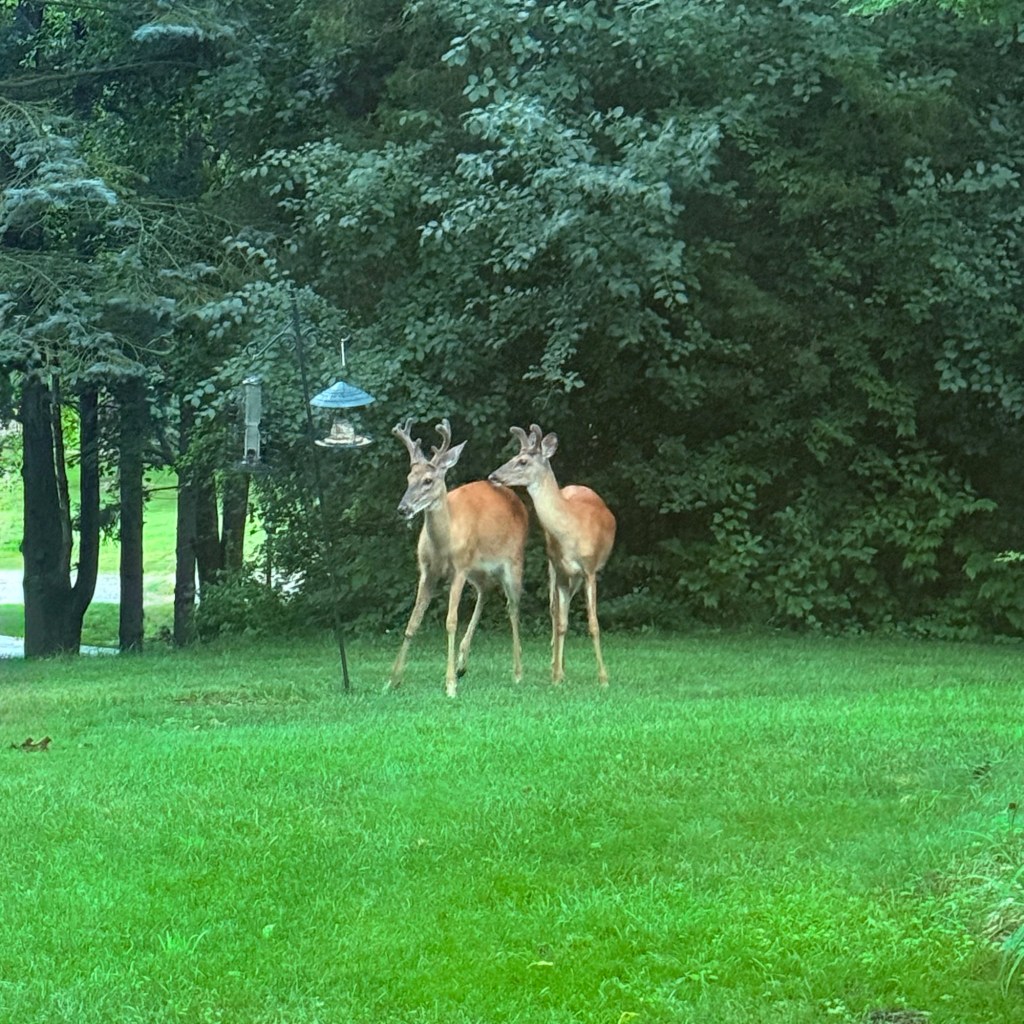 Summer Mornings And Good TV&nbsp;Shows