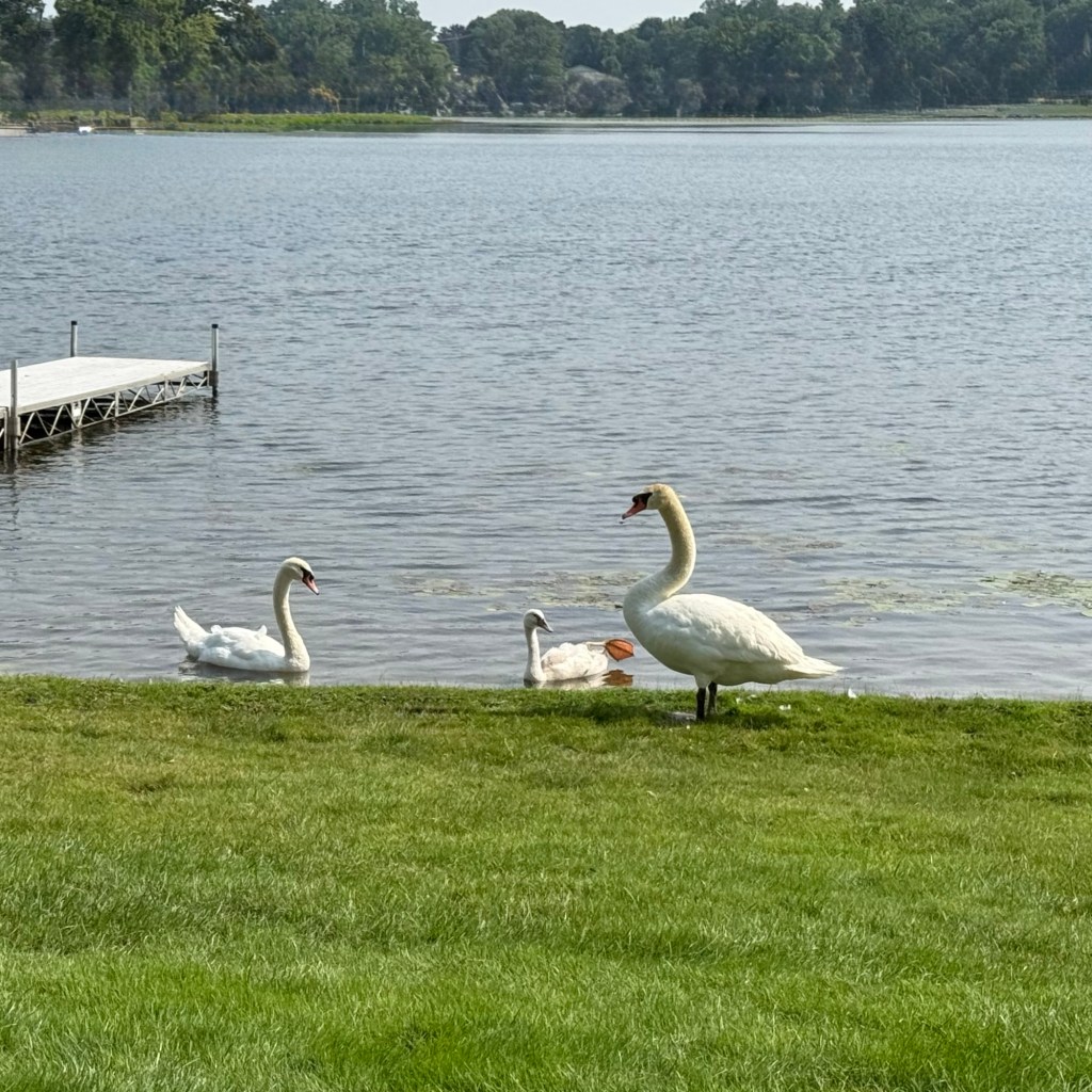 Summer Mornings And Good TV&nbsp;Shows