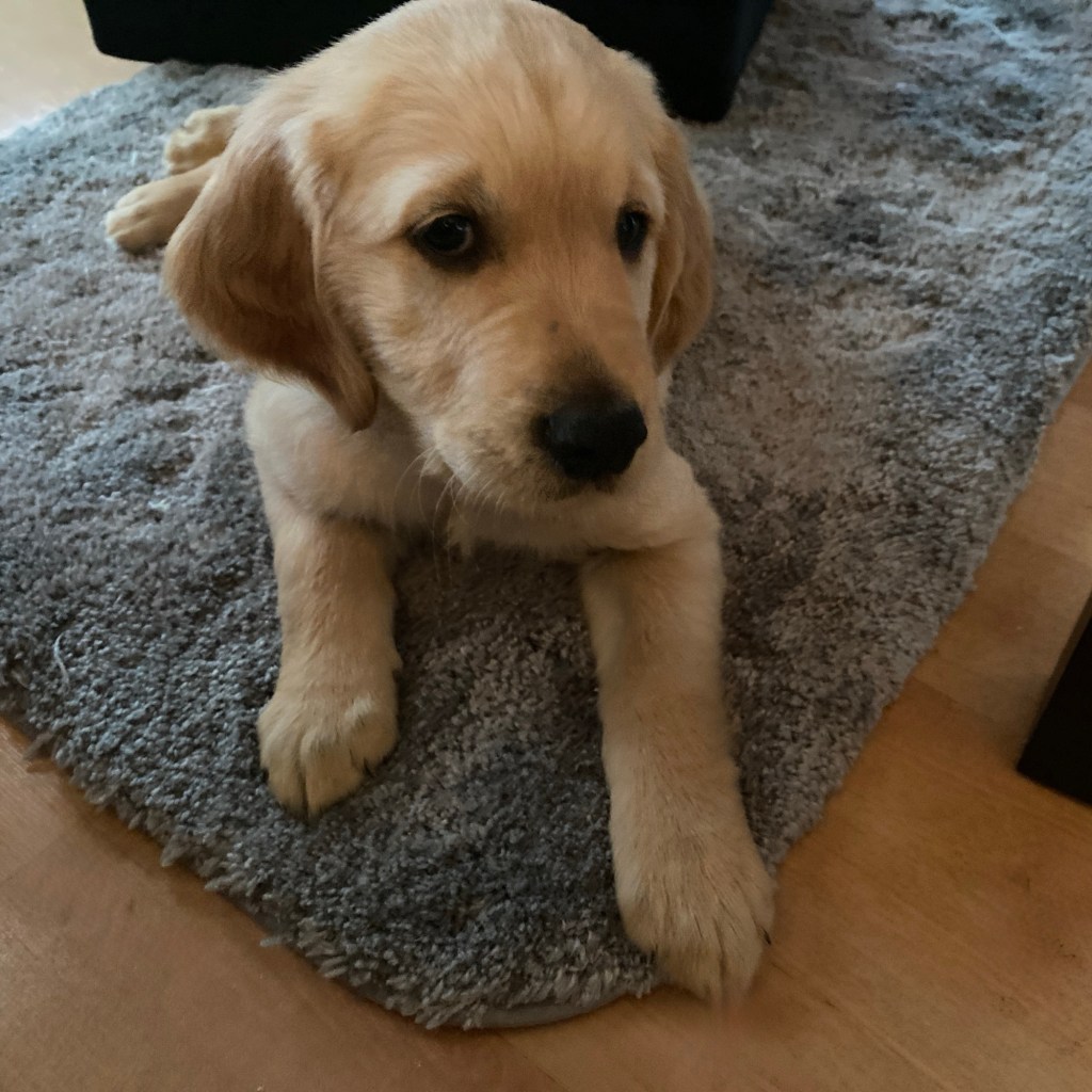 Wordless Wednesday – Benny Joined The Family A Year&nbsp;Ago