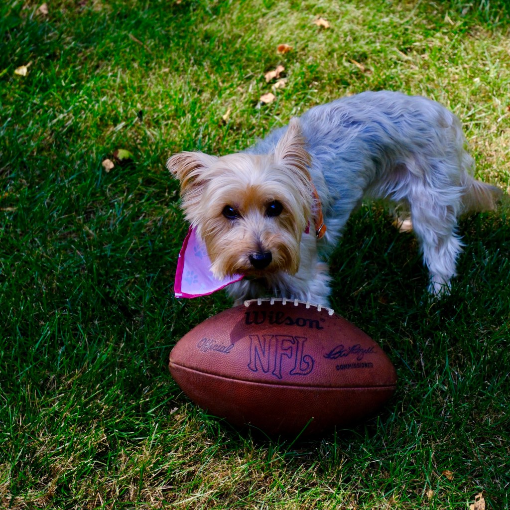 Summer Mornings And Good Books