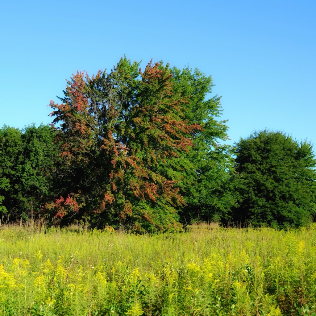 Fall-Like Days And Good Podcasts And TV&nbsp;Shows