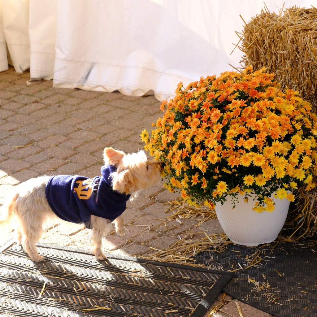 Fall Mornings And Good Football