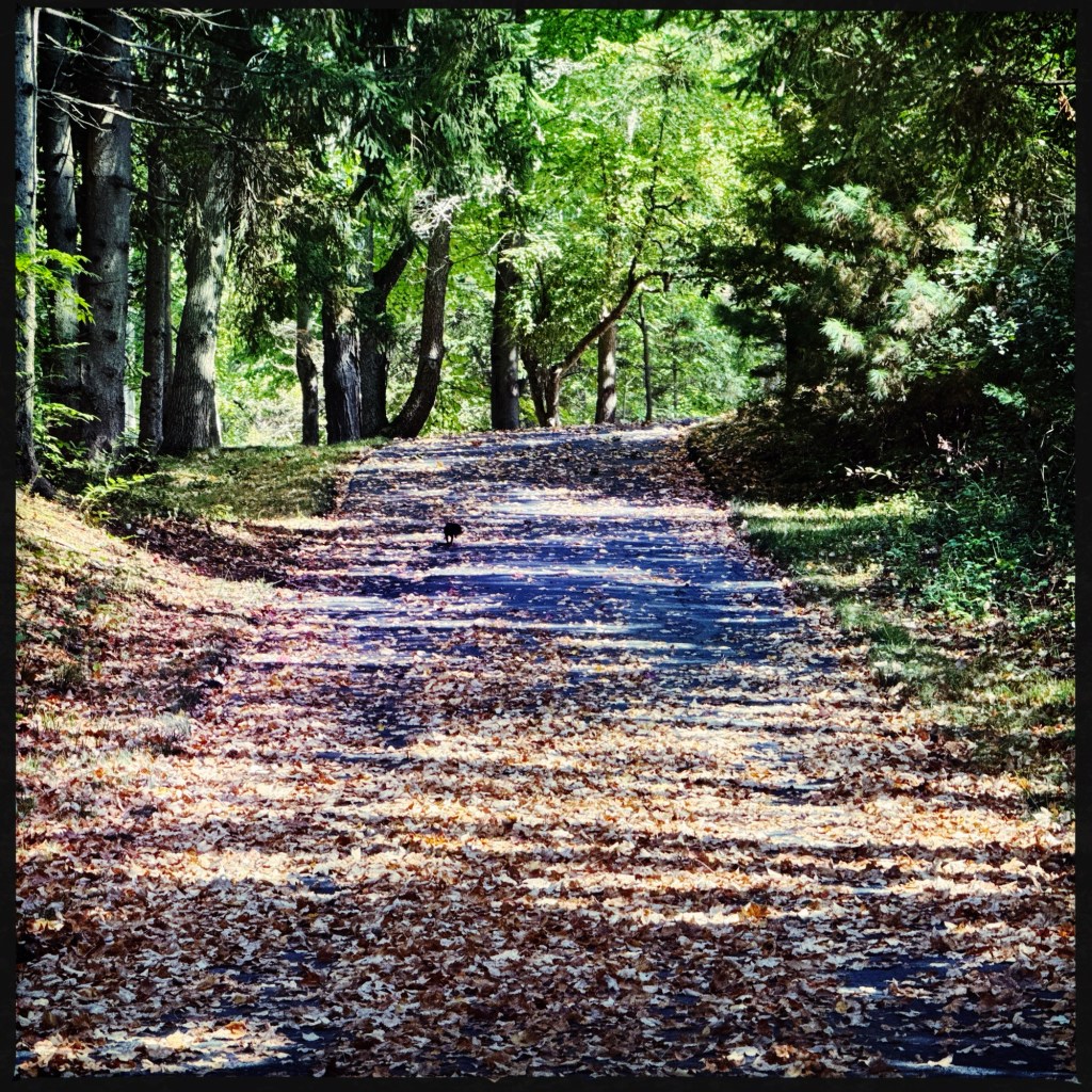 Fall Days And Good TV Shows And&nbsp;Podcast