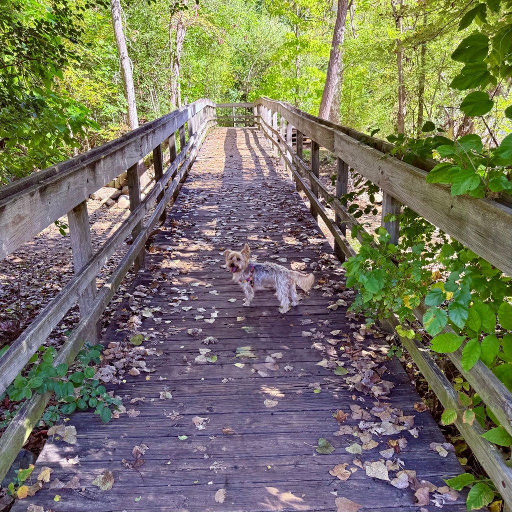 Fall Mornings And Good Coffee