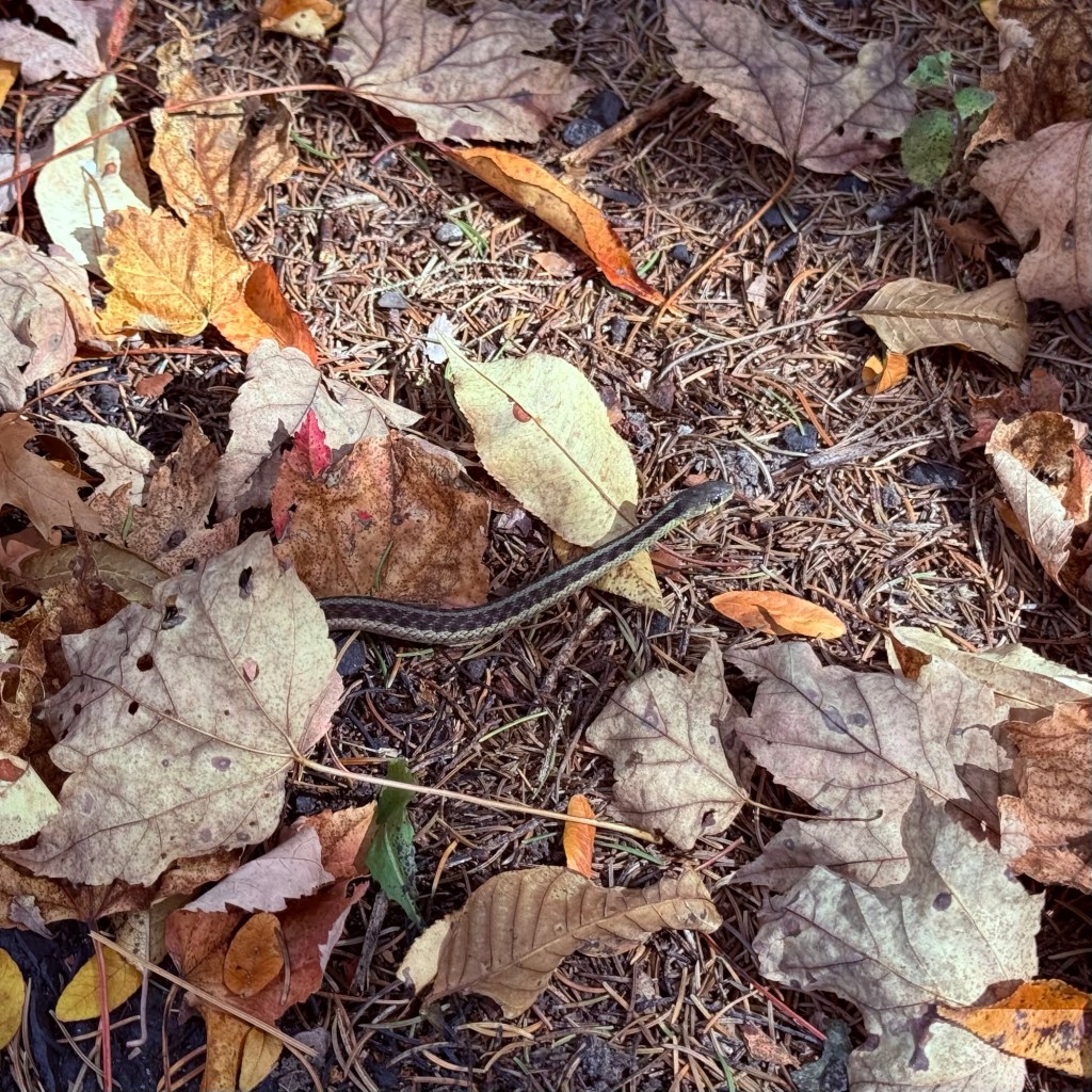 Fall Days And Good TV&nbsp;Shows