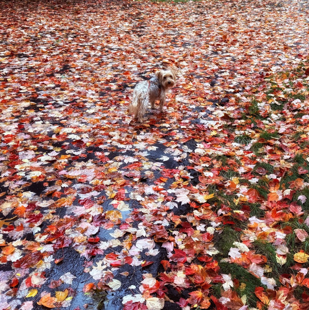 Sometimes The Soul Needs A Rainy Autumn&nbsp;Day