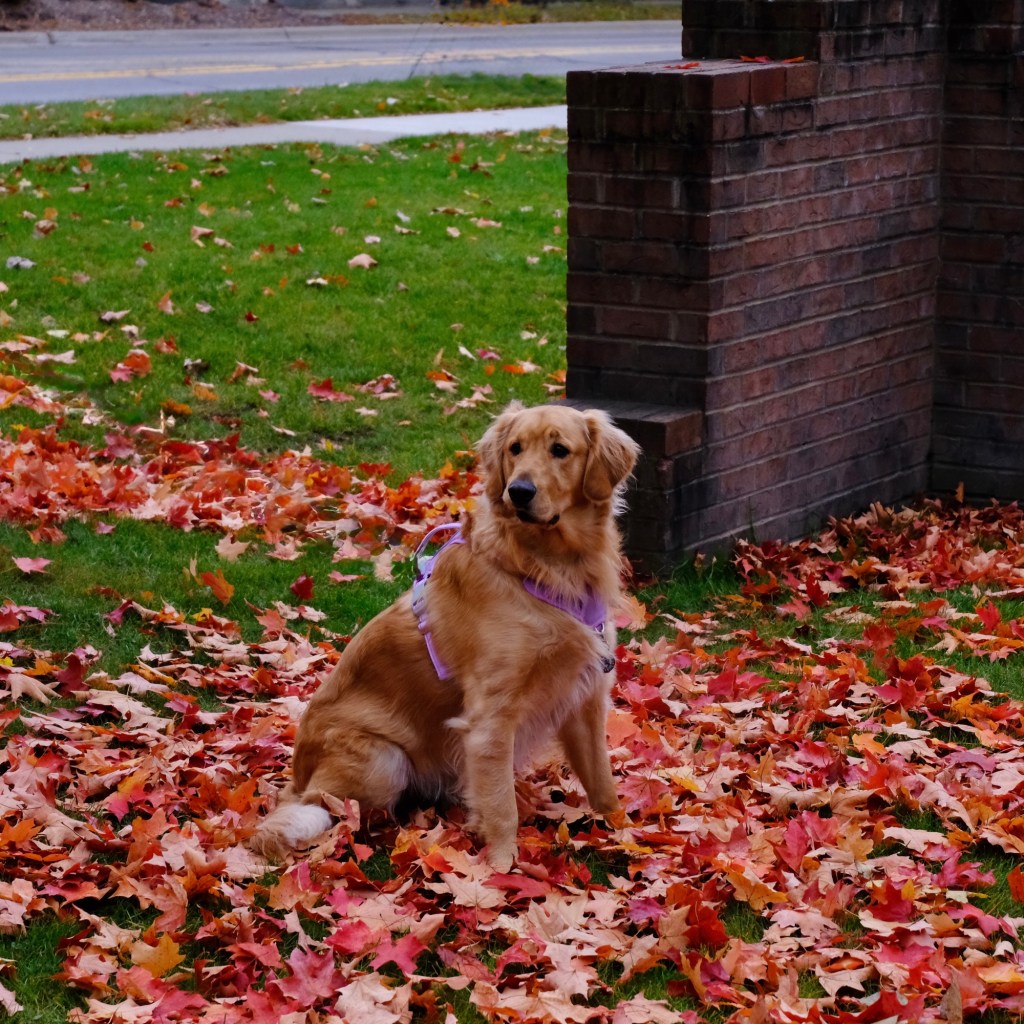 Great Dog And&nbsp;Football